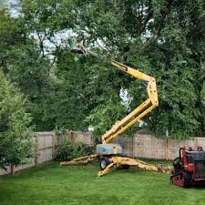 Why Choose Our Tree Removal Services in Apalachicola, FL?