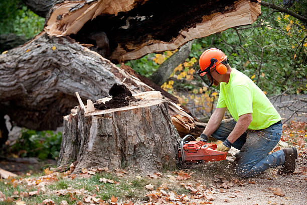 Best Tree Mulching Services  in Apalachicola, FL